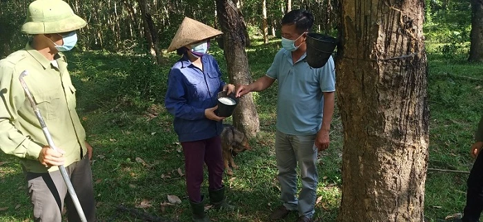 Cán bộ khảo sát, kiểm tra chất lượng mủ cao su