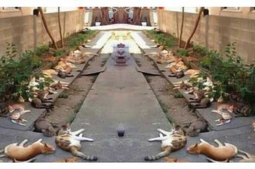 Đặt vài chậu cây ở cửa để đuổi muỗi, cảnh tượng xuất hiện sáng hôm sau khiến chủ nhà tá hỏa