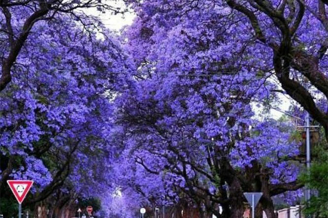 15 loài cây có thể biến khu vườn của bạn thành xứ sở mộng mơ