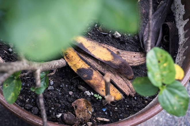 Những lợi ích không ngờ của vỏ chuối trong việc dọn dẹp nhà cửa