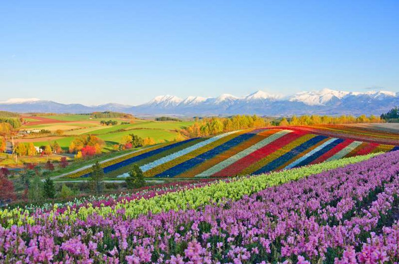 Những cánh đồng hoa đẹp nhất thế giới khiến ai cũng phải ngẩn ngơ - Tạp chí Doanh nghiệp Việt Nam