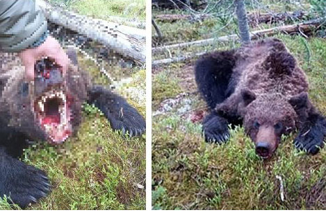 Dẫn đường cho du khách khám phá rừng, thiếu niên 16 tuổi không toàn mạng trở về khi đối đầu với con gấu hung tợn