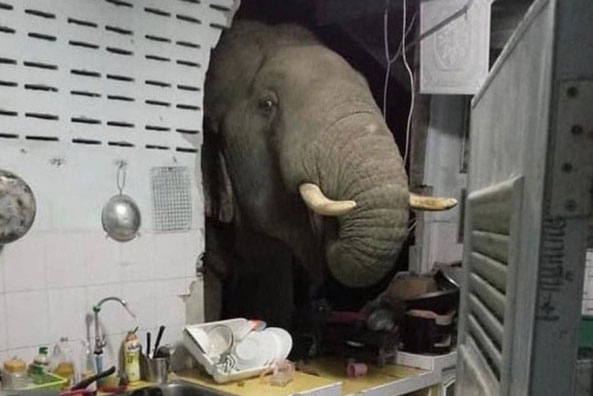 Thức giấc, người phụ nữ nhìn thấy đầu con voi chui qua tường bếp
