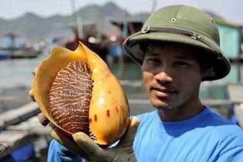 Lượm được con ốc lớn ngoài biển, đến khi chế biến, người đàn ông không thể bình tĩnh khi thấy thứ bên trong