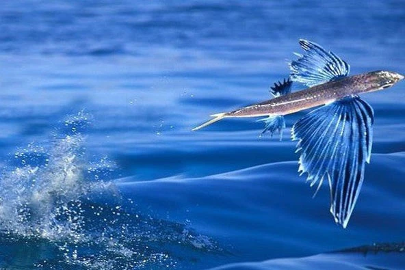 Cá chuồn có vây cứng giống cánh, có thể bay lướt là là trên mặt nước. Cá chuồn có thể tạo ra nhiều lượt “bay” trong một lần di chuyển, những con cá chuồn khỏe có thể “bay” đến 180 m mỗi lượt. Tổng lượt “bay” có thể kéo dài tới 43 giây, đi được quãng đường 400 m. Khả năng “bay” của cá chuồn chủ yếu nhằm thoát khỏi những kẻ săn mồi. Tại nước ta, vùng biển Quảng Nam – Đà Nẵng được xem là nơi có nhiều cá chuồn nhất. Đây cũng là tỉnh nổi tiếng bởi những món ăn đặc sản được làm từ cá chuồn.