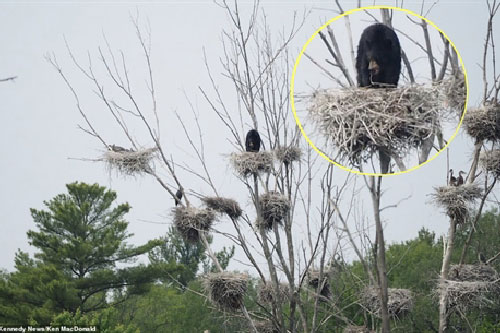 Gấu đen làm điều phi thường để chén tổ chim lớn