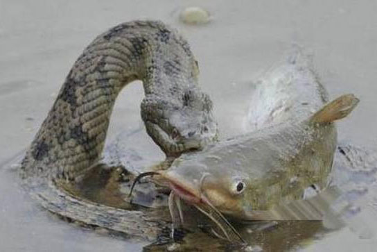 Thấy mặt nước bỗng xao động cả một vùng, chàng trai quan sát kỹ rồi rùng mình vì cảnh tượng trước mắt