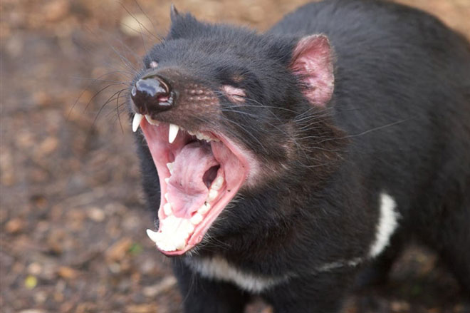 Quỷ Tasmania tàn sát toàn bộ 3.000 cặp chim cánh cụt trên một hòn đảo