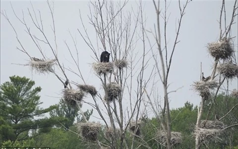 Gau den lam dieu phi thuong de chen to chim lon