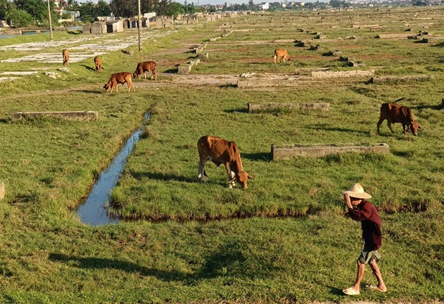 Diêm dân xứ Nghệ không còn mặn mà với nghề do giá muối rớt thảm