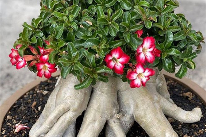 15 loài thực vật khiến căn nhà của bạn thêm sống động