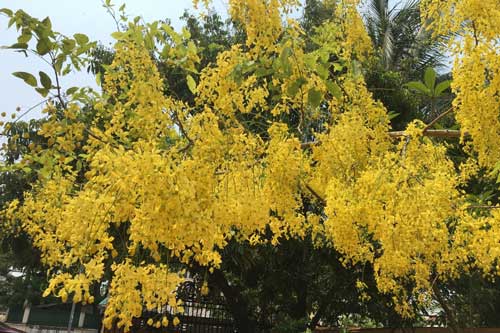 Vàng rực mùa dok khun ở đất nước Triệu Voi