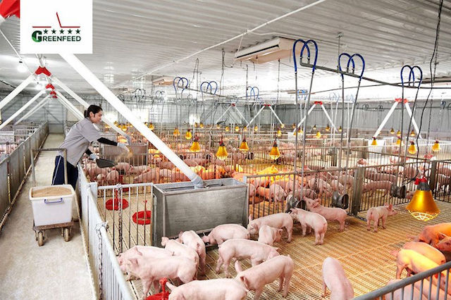 Tập đoàn IFC hỗ trợ GREENFEED Việt Nam 1.000 tỷ đồng mở rộng chăn nuôi bền vững