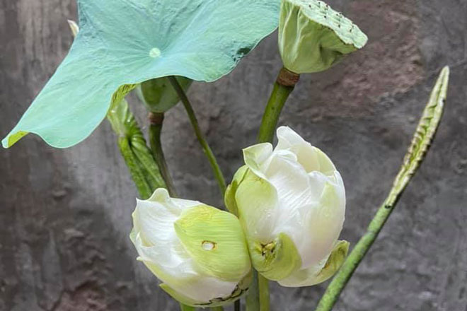 300.000 đồng một cành sen 'dị biến'