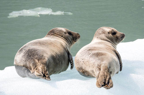 Ngắm hải mã vùng băng giá