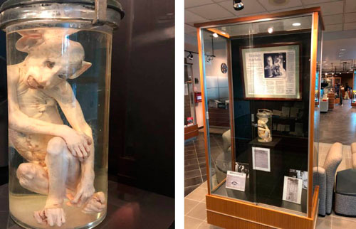 Sự thật về “con khỉ sao hỏa”