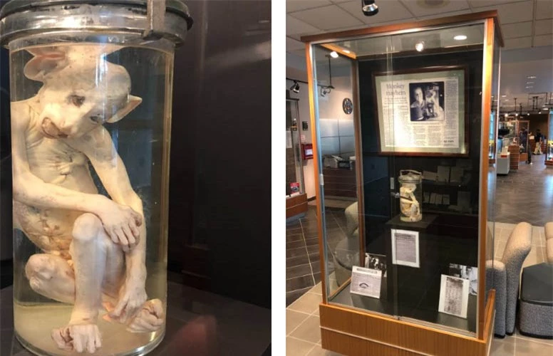 “Con khỉ sao Hỏa” và những bài báo thời điểm đó vẫn được trưng bày tại bảo tàng của Cục Điều tra bang Georgia.