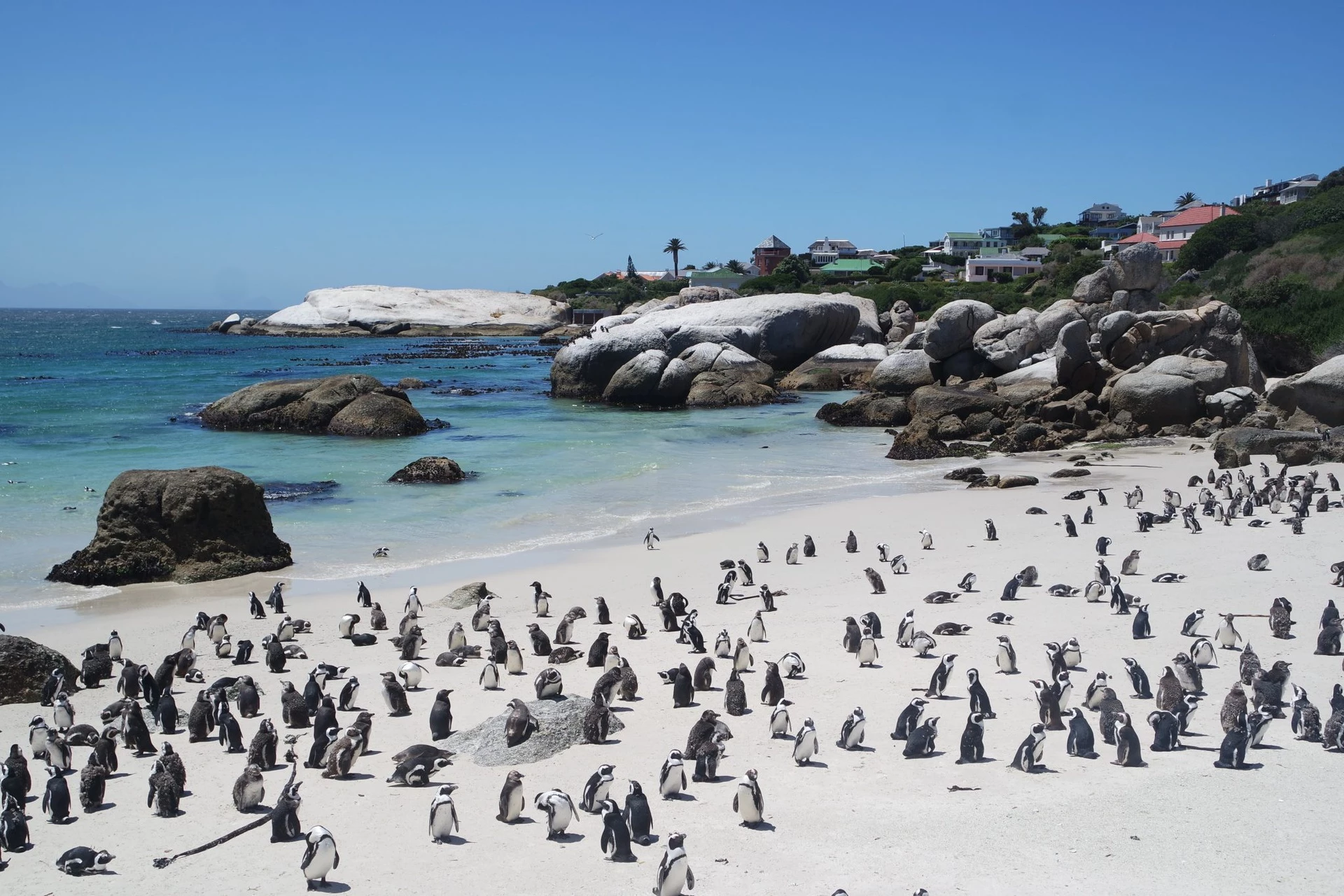 Bãi biển chim cánh cụt (Nam Phi): Nằm cạnh thị trấn Simon, bãi biển Boulders có lẽ là nơi đông đúc nhất trong 7 địa danh được giới thiệu nhưng không phải du khách mà là chim cánh cụt. Hàng nghìn con chim cánh cụt châu Phi coi bãi biển này là "nhà", nơi chúng sống từ những năm 1980. Để tiếp cận bãi biển, du khách phải trả khoản phí dùng cho dự án bảo vệ sinh thái. Bạn có thể thỏa thích ngắm và chụp ảnh cùng những sinh vật ngộ nghĩnh đang đi lang thang, nô đùa trên bãi biển. Ảnh: Lamyerda.
