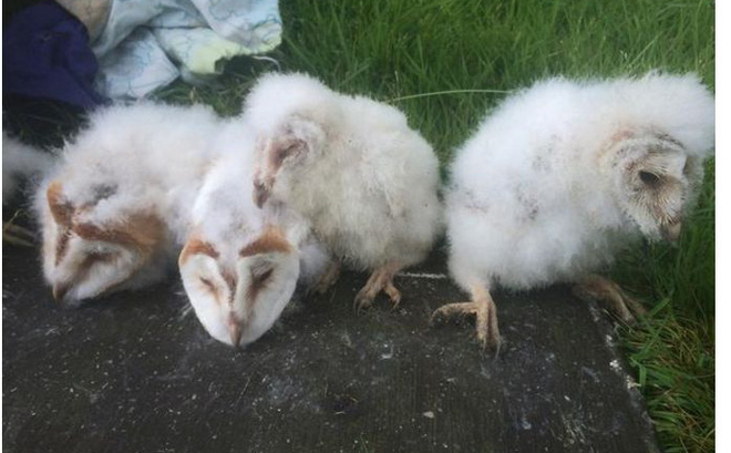 Đem tổ chim non nhặt được trong rừng về chăm sóc, đến khi tra ra danh tính của chúng, chàng trai sợ đến mức mang đi thả ngay lập tức