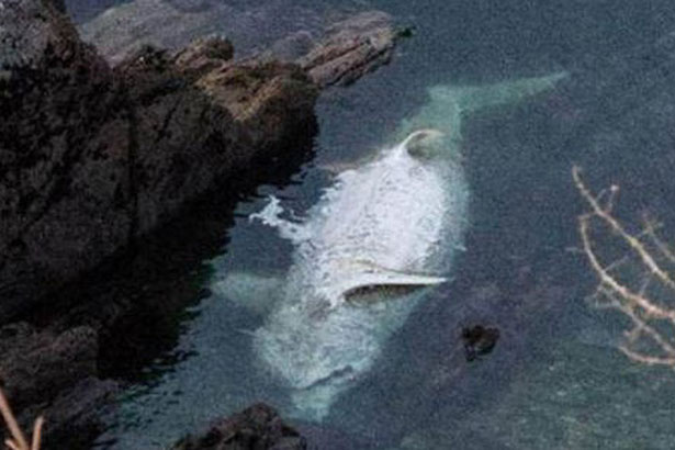 Dùng flycam chụp ảnh vô tình chụp được vật thể màu trắng khổng lồ, lại gần quan sát, người đàn ông thoáng giật mình