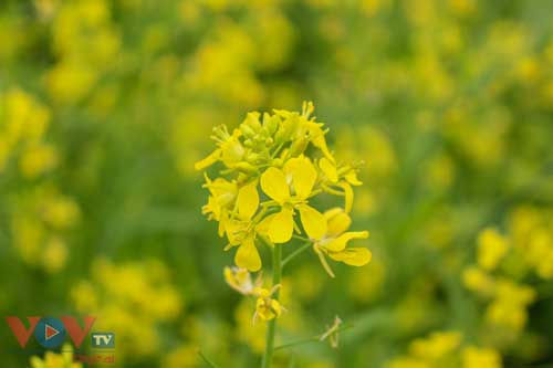 Rực rỡ cánh đồng hoa cải vàng ven sông ở Hà Nội