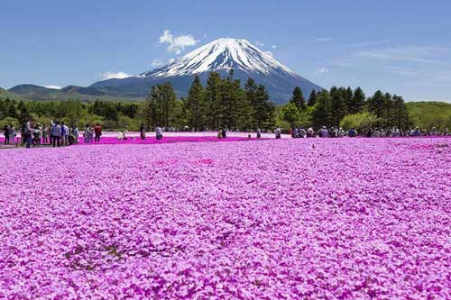 Lạc lối giữa những thảm hoa chi anh tím hồng bạt ngàn ở Nhật Bản