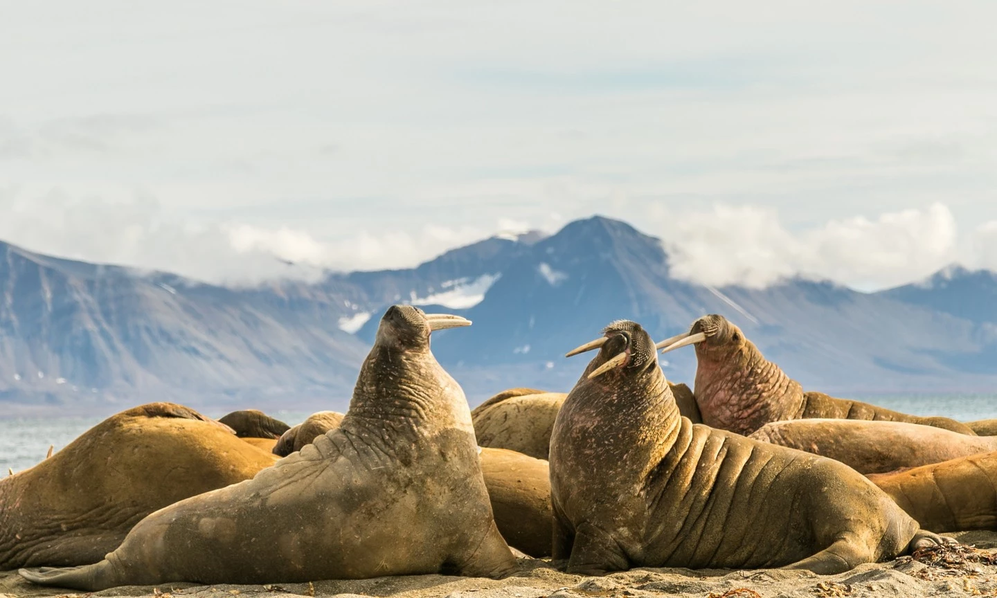 Quần đảo Svarlbad, Na Uy được cho là nơi tốt nhất trên thế giới để ngắm hải mã. Trên đất liền, nhiều công ty du lịch và các điểm tham quan tổ chức tour ngắm những con thú đáng yêu này. Ảnh: Shutterstock.