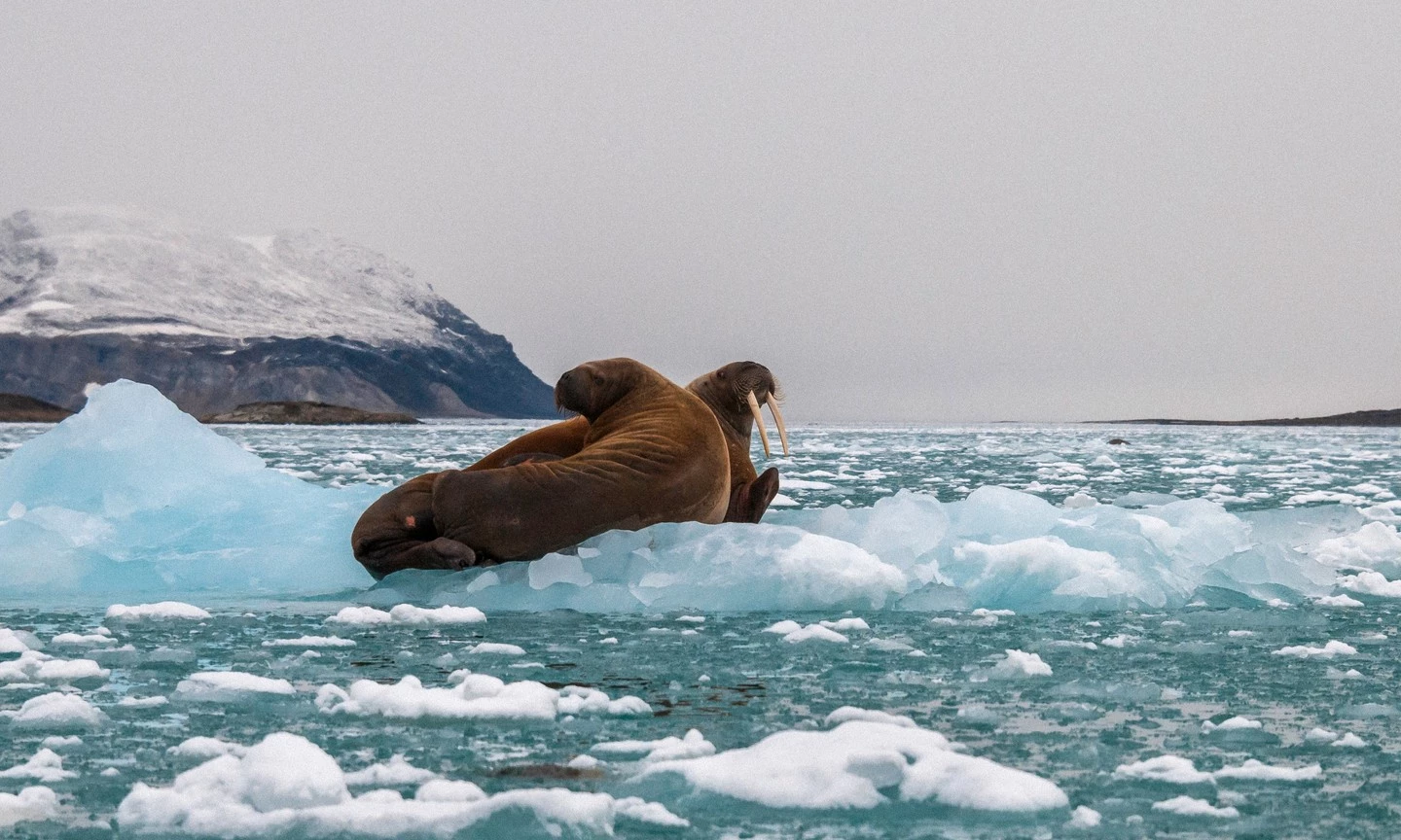 Greenland, hòn đảo lớn nhất thế giới nằm ở Bắc Cực, là nơi dễ dàng bắt gặp hải mã trên đất liền hay dọc các bờ biển phía Đông. Hải mã thường trôi dạt trên các tảng băng, chúng từ đó nhảy xuống làn nước lạnh buốt để tìm kiếm các loài thân mềm làm thức ăn. Để ngắm hải mã, du khách nên liên hệ các nhà điều hành tour ở Nuuk, thủ đô của Greenland. Ảnh: Shutterstock.