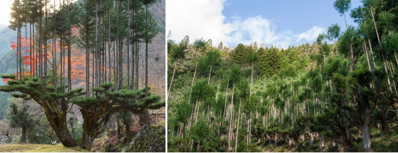 Kỹ thuật lâm nghiệp daisugi: Kỹ thuật daisugi phát triển ở Kyoto vào khoảng thế kỷ 15 nhằm ngăn chặn nạn phá rừng và tạo ra loại gỗ thẳng, tròn sử dụng làm mái quán trà Nhật Bản. Khoảng 3-4 năm/lần, cây tuyết tùng gốc được cắt tỉa để chỉ những chồi thẳng nhất mới có thể phát triển. Sau khoảng 20 năm, những chồi cây khổng lồ được lấy gỗ hoặc trồng lại để tái sinh rừng. Ảnh: Colossal.