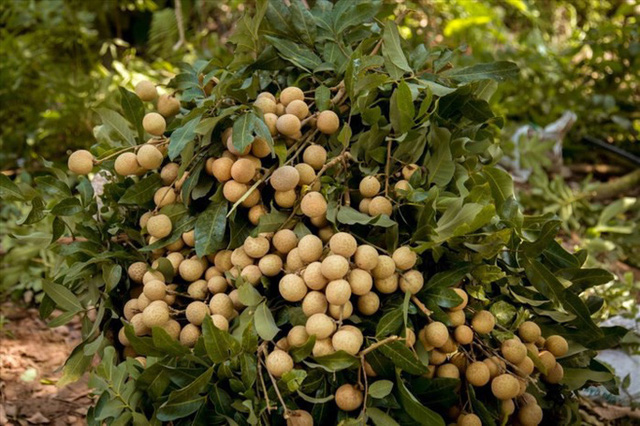 Hướng đi nào cho tiêu thụ nông sản nửa cuối năm trước sức ép của COVID-19?