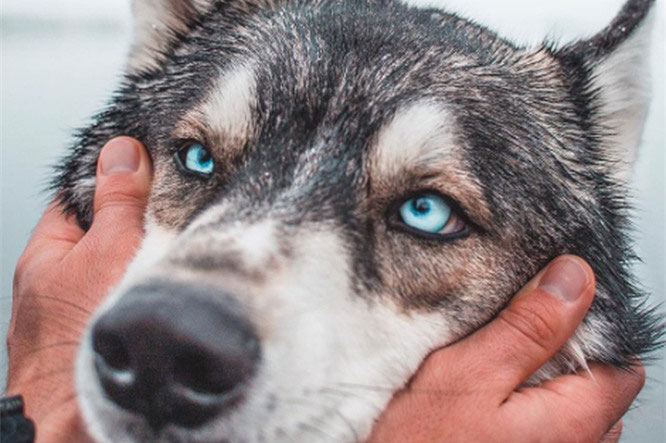 Sự thật ít ai biết đến về chó sói