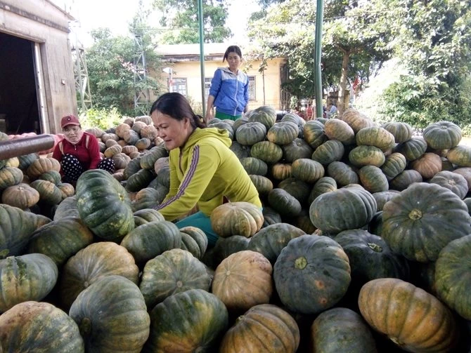 Nông sản bí đỏ tại Phú Yên đã thu hoạch khoảng 150 tấn/12ha tại xã Hòa Hội - huyện Phú Hòa nhưng do thương lái không thu mua nên dẫn đến tình trạng rớt giá (chỉ còn 1.200 - 2.000 đồng/kg).