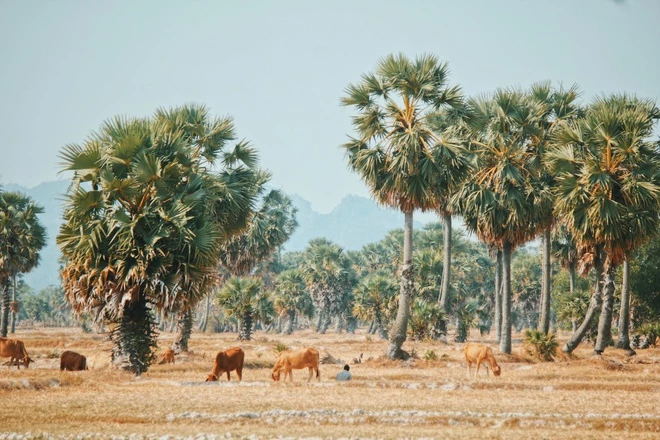 An Giang là một trong những điểm du lịch hút khách ở miền Tây. Nơi đây không chỉ có nhiều công trình kiến trúc mà còn gây ấn tượng bởi vẻ đẹp mộc mạc của những cánh đồng thốt nốt nhuộm nắng chiều vàng ươm. Ảnh: Nguyễn Hoàn Hảo.