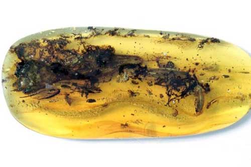 Sự thật bất ngờ đằng sau con 'khủng long siêu nhỏ' bị nhốt trong miếng hổ phách