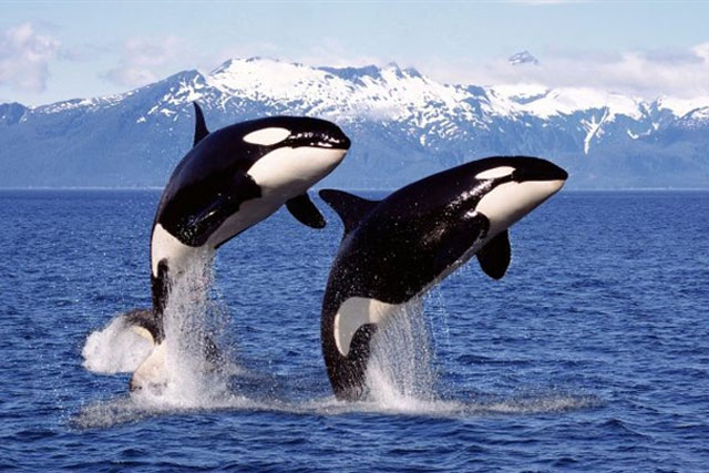 Tình bạn của sát thủ khét tiếng đại dương