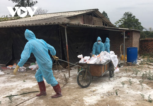 Lần đầu tiên phát hiện chủng cúm gia cầm A/H5N8 tại Việt Nam