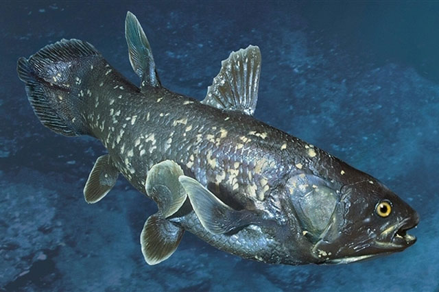 Loài cá khổng lồ 4 chân thai nghén 5 năm mới chịu đẻ