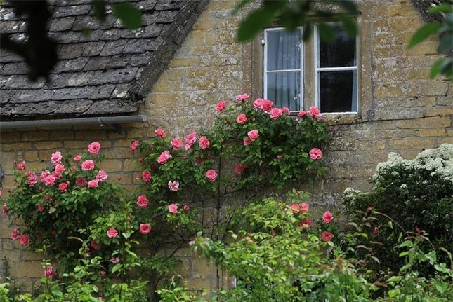 Những ngôi nhà phủ đầy hoa hồng khiến ai nhìn cũng mê ảnh 11