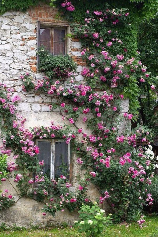 Những ngôi nhà phủ đầy hoa hồng khiến ai nhìn cũng mê ảnh 12