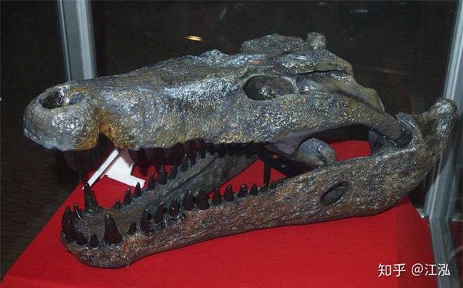 Phát hiện loài cá sấu cổ đại tại Australia có khả năng chạy nhanh trên cạn cách đây 40.000 năm - Ảnh 4.