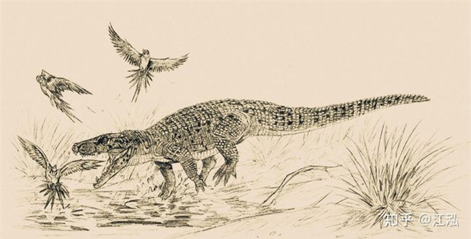 Phát hiện loài cá sấu cổ đại tại Australia có khả năng chạy nhanh trên cạn cách đây 40.000 năm - Ảnh 5.