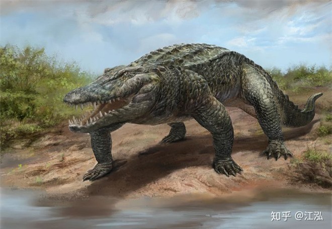Phát hiện loài cá sấu cổ đại tại Australia có khả năng chạy nhanh trên cạn cách đây 40.000 năm - Ảnh 6.