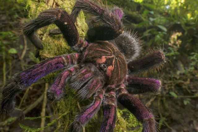 Sinh vật cưỡi trên mảnh vỡ của siêu lục địa, phân tán khắp Trái đất