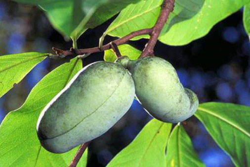 Đây là loại quả "lừa đảo" , bên ngoài giống xoài mà không phải xoài, vị ngon không tưởng