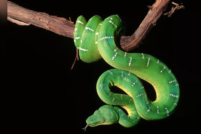 Vì sao rắn không có tai nhưng vẫn nghe được tiếng sáo?