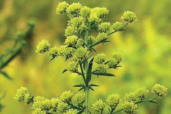 Cây ngải cứu ngọt - sweet wormwood.