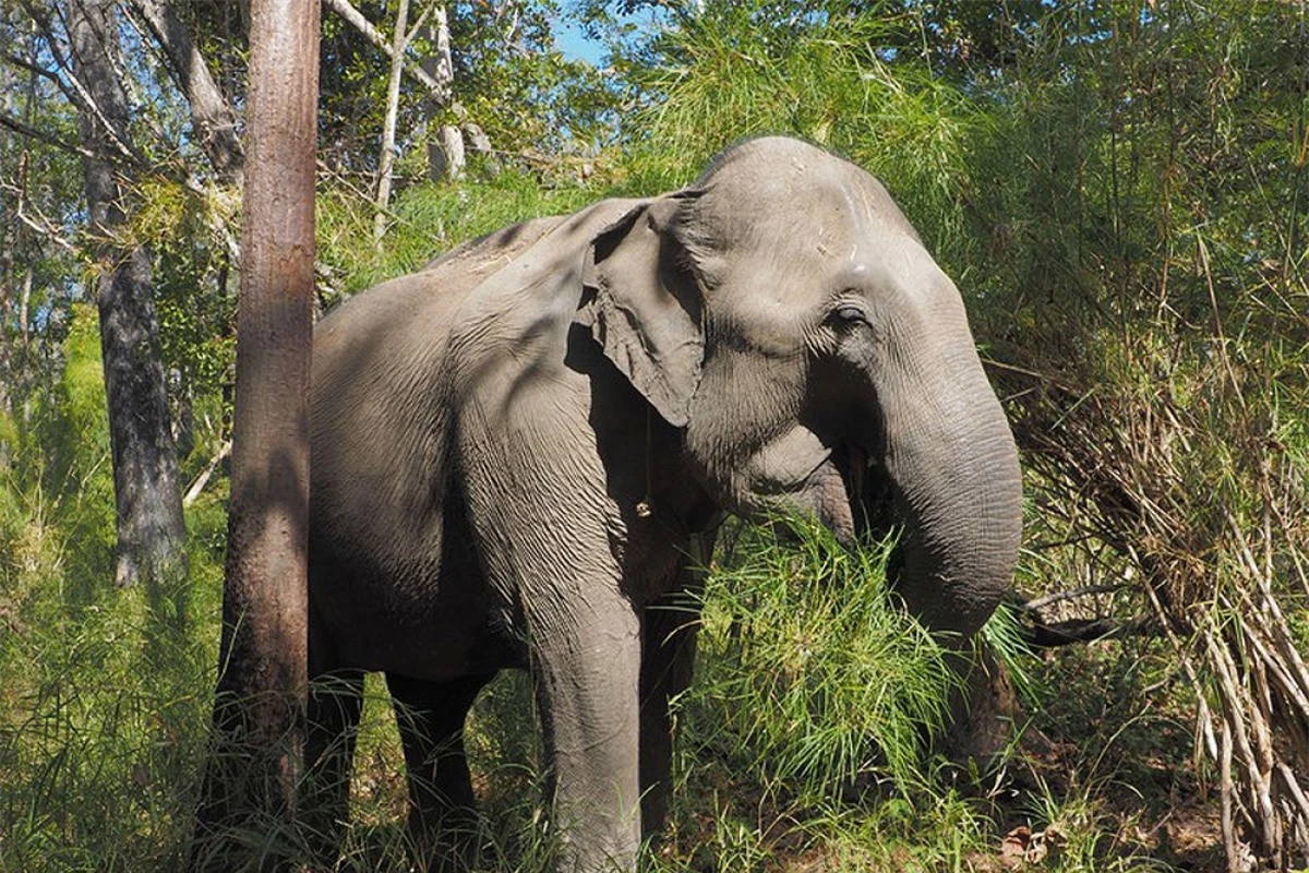 Vườn quốc gia Yok Don là tổ chức đầu tiên chấm dứt các hoạt động liên quan đến tour du lịch cưỡi voi và thay thế bằng các trải nghiệm thân thiện với voi (Ảnh: Stefan Liebhold / Alamy Stock Photo)