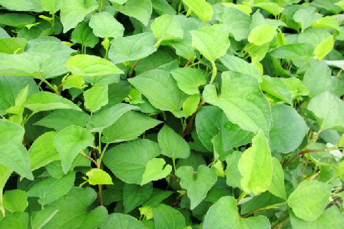 Loại rau này cực tốt cho sức khỏe ngày hè