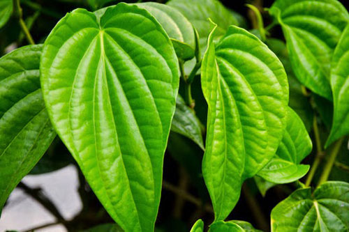 5 loại nước lá tắm được mệnh danh là "thần dược Đông Y" giúp trị sạch mụn nhọt, rôm sảy, mề đay mẩn ngứa