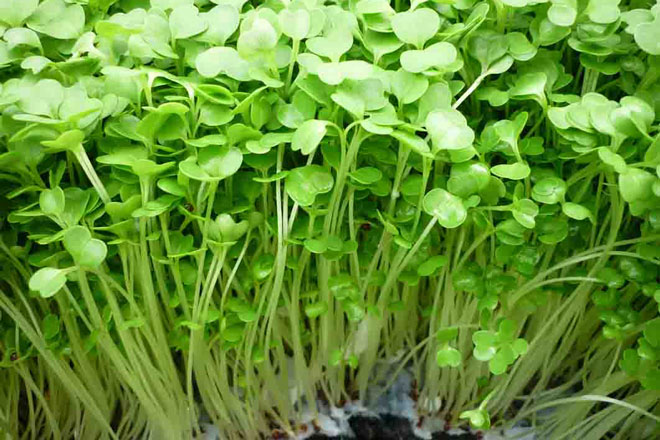 Những lợi ích khi ăn rau mầm thường xuyên